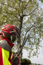 BERGER ARBORAPID POLE PRUNER